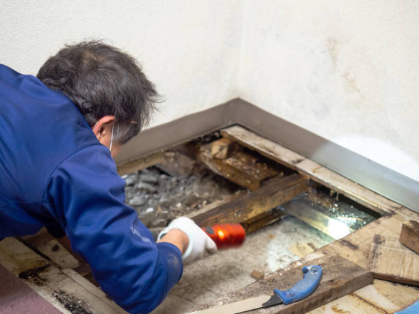 Best Toxic Mold Removal  in Carrizo Springs, TX