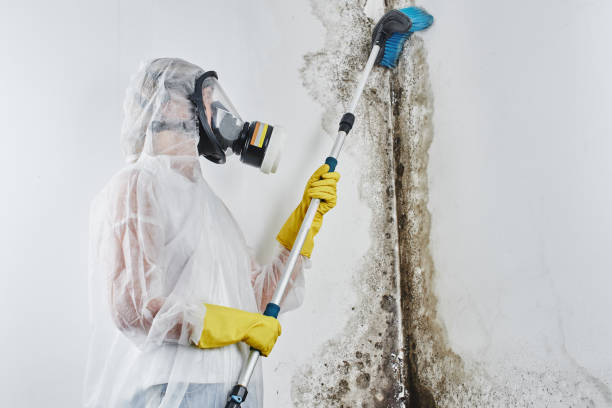 Best Affordable Mold Removal  in Carrizo Springs, TX