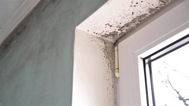 Best Residential Mold Removal  in Carrizo Springs, TX