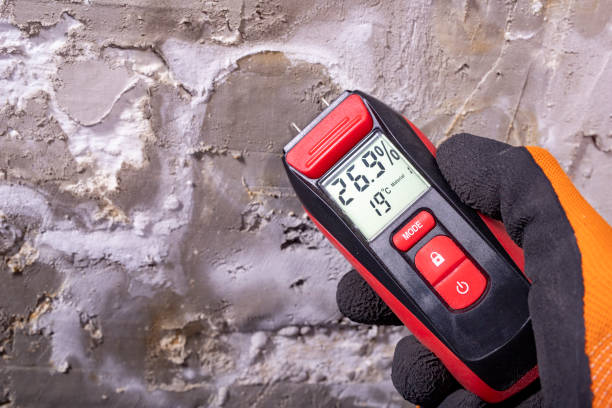 Best Black Mold Removal  in Carrizo Springs, TX