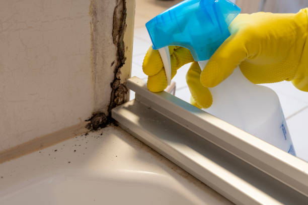 Attic Mold Removal in Carrizo Springs, TX