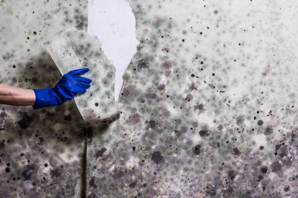 Best Mold Removal Company Near Me  in Carrizo Springs, TX