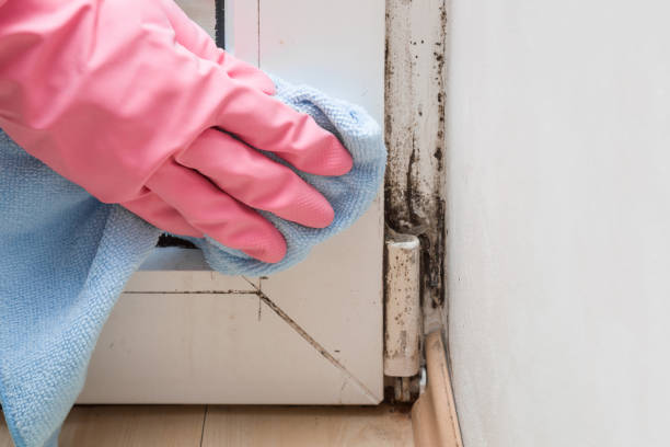 Best Mold Damage Repair  in Carrizo Springs, TX
