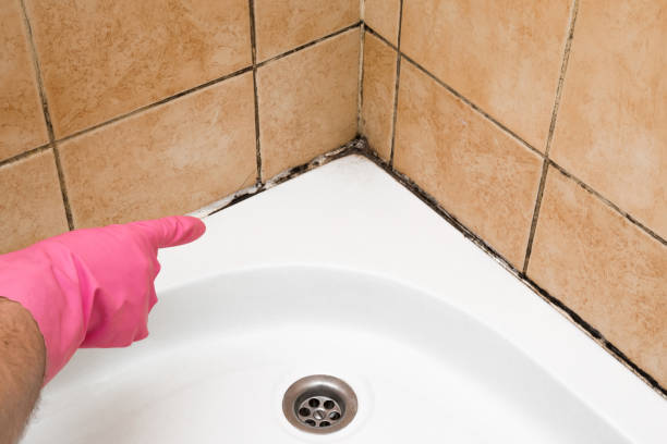 Best Professional Mold Removal  in Carrizo Springs, TX